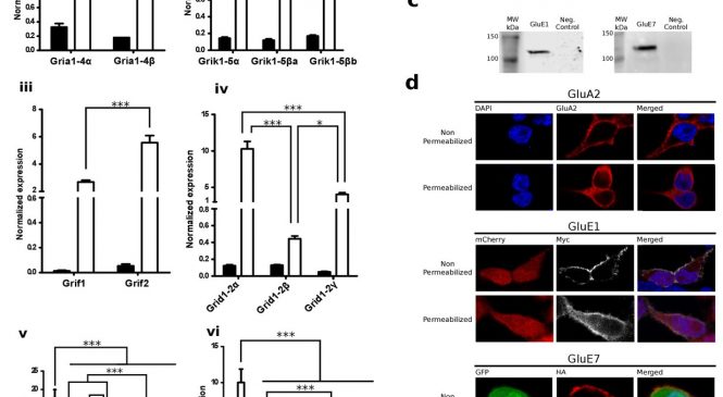 Dra. Nerea Roher: Metazoan evolution of glutamate receptors reveals unreported phylogenetic groups and divergent lineage-specific events