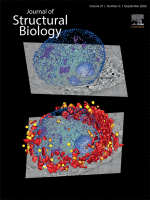 Protein Folding and Conformational Diseases. “Amyloidogenicity as a driving force for the formation of functional oligomers”