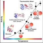 Dr. David Reverter: Structural Mechanism for the Temperature-Dependent Activation of the Hyperthermophilic Pf2001 Esterase