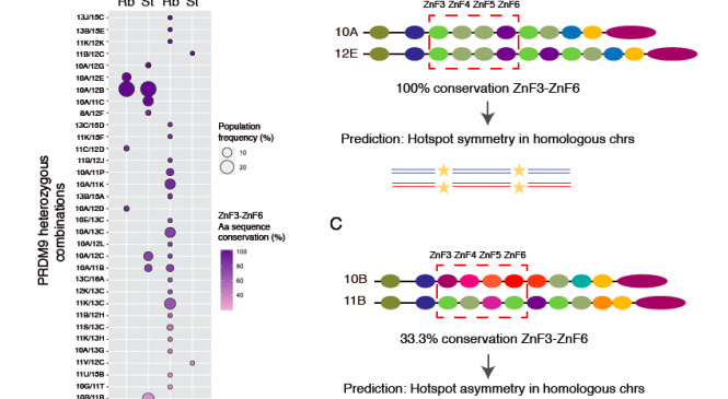 Dra. Aurora Ruíz: PRDM9 diversity at fine geographical scale reveals contrasting evolutionary patterns and functional constraints in natural populations of house mice