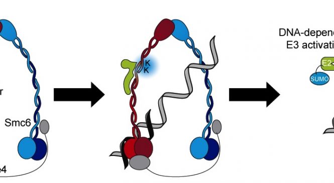 Identificat un nou mecanisme de regulació d’una SUMO E3 lligasa