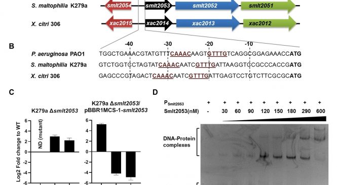 Bacterial Molecular Genetics & Computational Biology: “A Stenotrophomonas maltophilia TetR-Like Transcriptional Regulator Involved in Fatty Acid Metabolism Is Controlled by Quorum Sensing Signals”