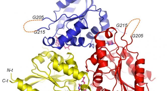 Dr. J. Ariño:  Characterization of the atypical Ppz/Hal3 phosphatase system from the pathogenic fungus Cryptococcus neoformans