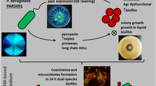 Bacterial Molecular Genetics: “Strain-specific interspecies interactions between co-isolated pairs of Staphylococcus aureus and Pseudomonas aeruginosa from patients with tracheobronchitis or bronchial colonization”