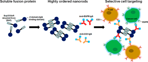 Protein Folding and Conformational Diseases: “Dual Antibody-Conjugated Amyloid Nanorods to Promote Selective Cell–Cell Interactions”