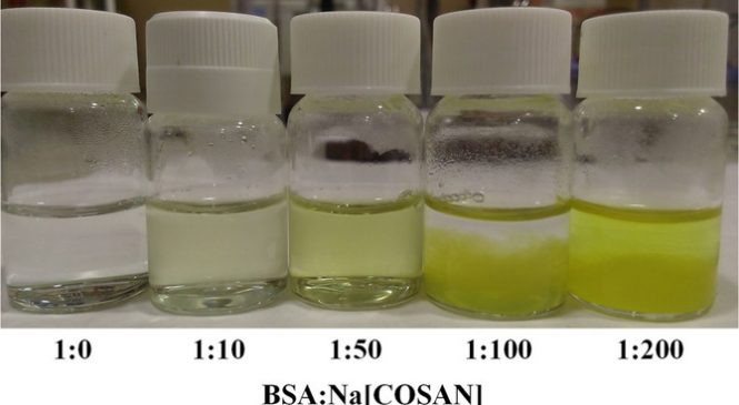 Dr. Salvador Ventura:”Dual Binding Mode of Metallacarborane Produces a Robust Shield on Proteins”
