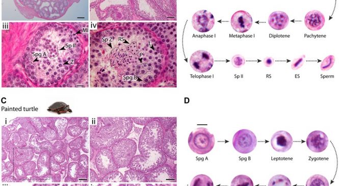 Genome Integrity and Instability: “Meiotic chromosome dynamics and double strand break formation in reptiles”