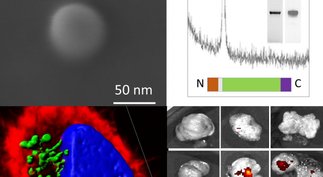 Nanobiotechnology: “Biparatopic Protein Nanoparticles for the Precision Therapy of CXCR4+ Cancers”