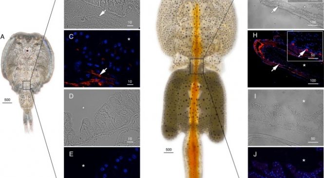 Comparative Molecular Physiology: “Lineage-level divergence of copepod glycerol transporters and the emergence of isoform-specific trafficking regulation”