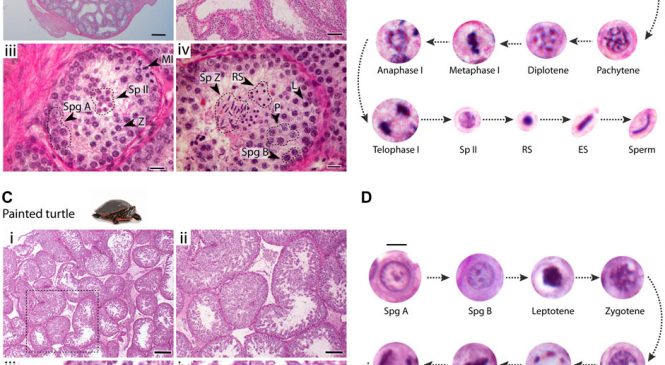 Genome Integrity and Instability: Meiotic chromosome dynamics and double strand break formation in reptiles