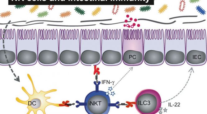 Protein Folding and Conformational Diseases “Tolcapone, a potent aggregation inhibitor for the treatment of familial leptomeningeal amyloidosis”