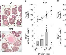 Comparative Molecular Physiology: “Neurohypophysial and paracrine vasopressinergic signaling regulates aquaporin trafficking to hydrate marine teleost oocytes”