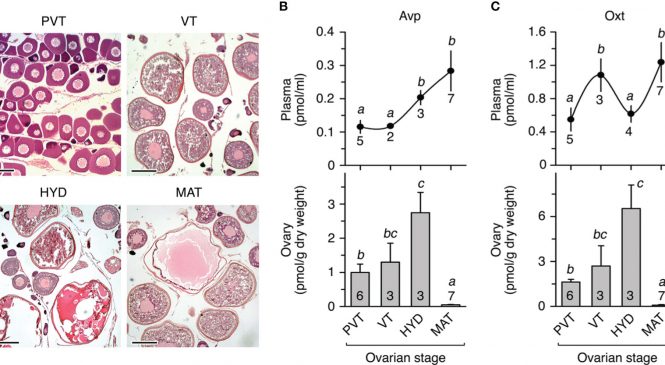 Comparative Molecular Physiology: “Neurohypophysial and paracrine vasopressinergic signaling regulates aquaporin trafficking to hydrate marine teleost oocytes”