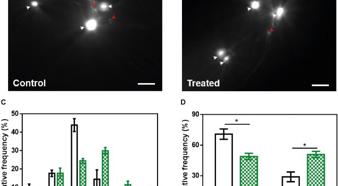 Dr. Salvador Ventura:  ZPD-2, a Small Compound That Inhibits α-Synuclein Amyloid Aggregation and Its Seeded Polymerization