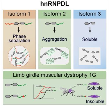 Dr. Salvador Ventura: hnRNPDL Phase Separation Is Regulated by Alternative Splicing and Disease-Causing Mutations Accelerate Its Aggregation