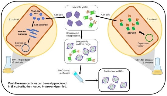 Nanobiotechnology: “Escherichia coli as a New Platform for the Fast Production of Vault-like Nanoparticles: An Optimized Protocol”