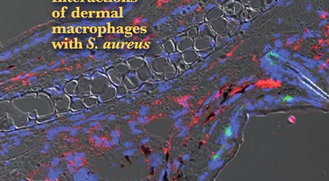 Celular Immunology: “Analysis of the HLA-DR peptidome from human dendritic cells reveals high affinity repertoires and nonconventional pathways of peptide generation”