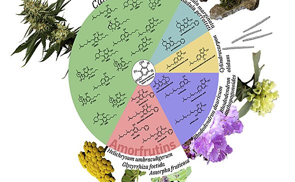 Protein Folding and Conformational Diseases. “Functional Amyloids Germinate in Plants”