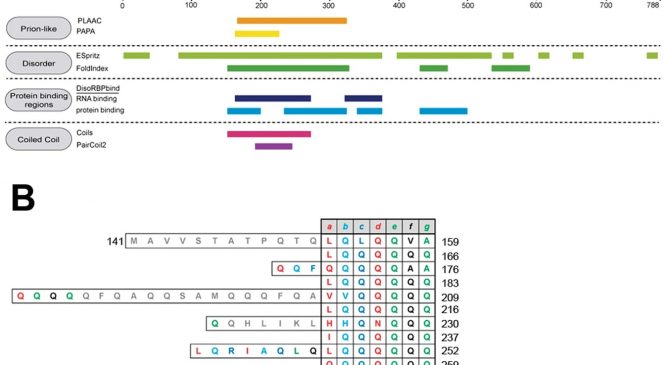 Protein Folding and Conformational Diseases: “MED15 prion-like domain forms a coiled-coil responsible for its amyloid conversion and propagation”