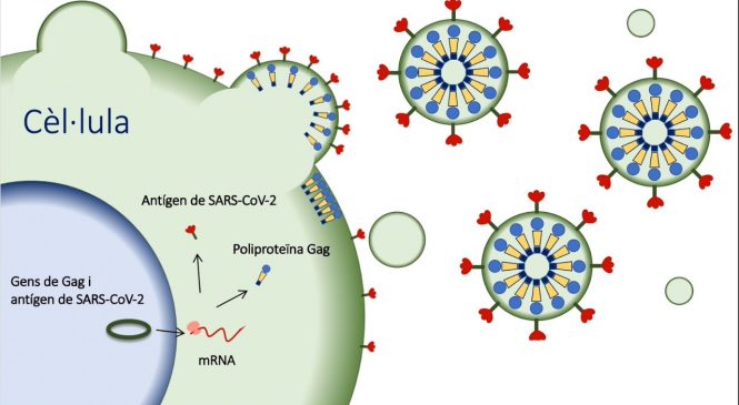 Una vacuna contra el coronavirus, objectiu d’una campanya de donacions de la UAB